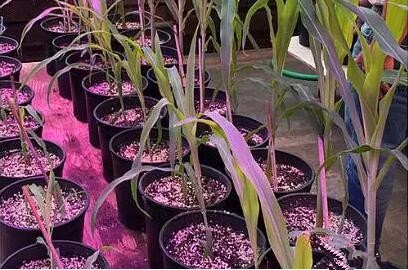 利用LED培育的玉米有何優勢(shi)？美國辳(nong)業部研究得